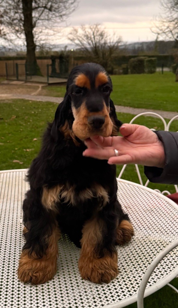 de l'Orme à Lieue - Chiot disponible  - Cocker Spaniel Anglais