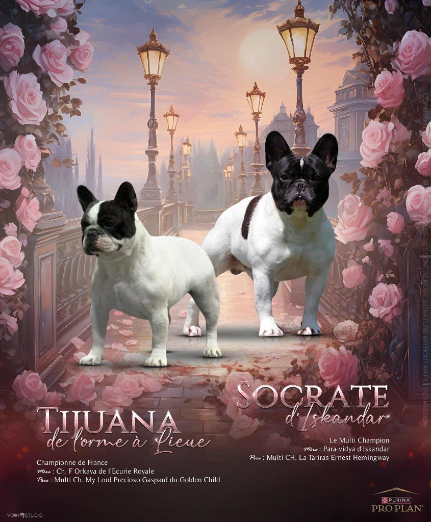 Tijuana et Socrate sont heureux d?annoncer l?arrivée de leurs bébés 