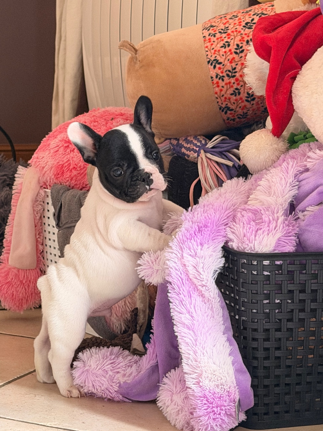 de l'Orme à Lieue - Chiots disponibles - Bouledogue français