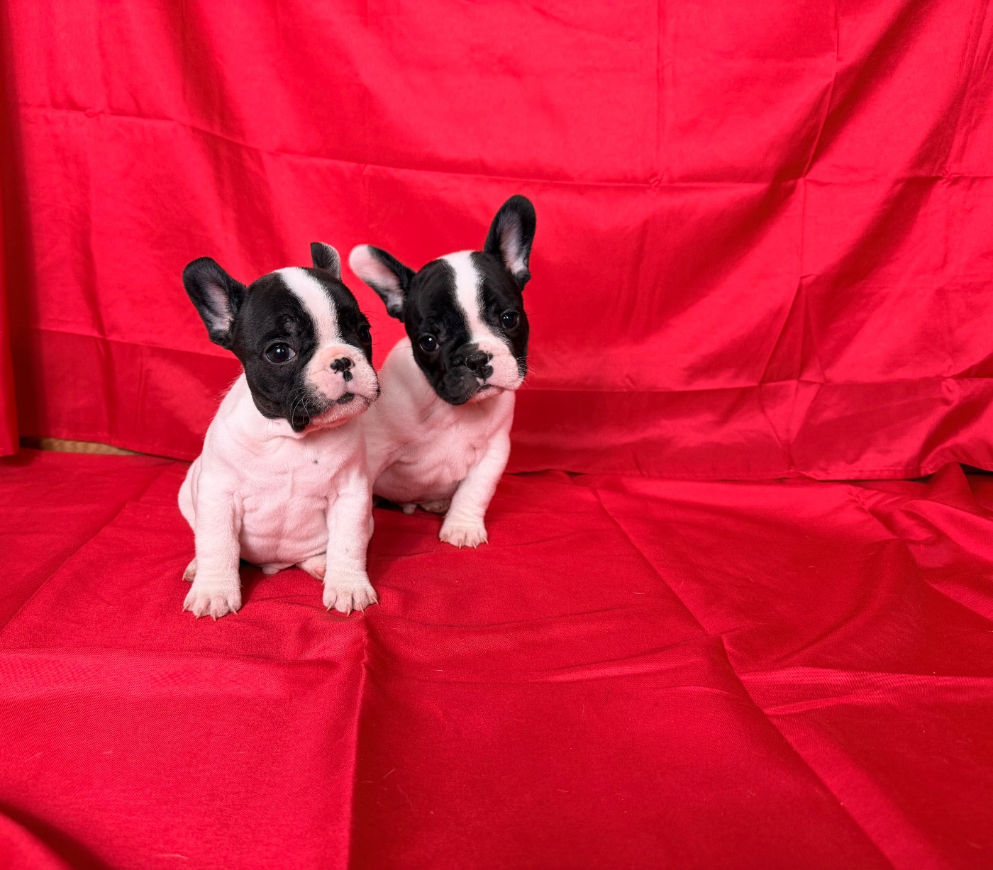 de l'Orme à Lieue - Chiots disponibles - Bouledogue français