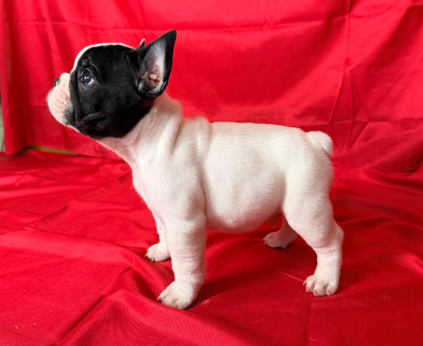 de l'Orme à Lieue - Chiots disponibles - Bouledogue français