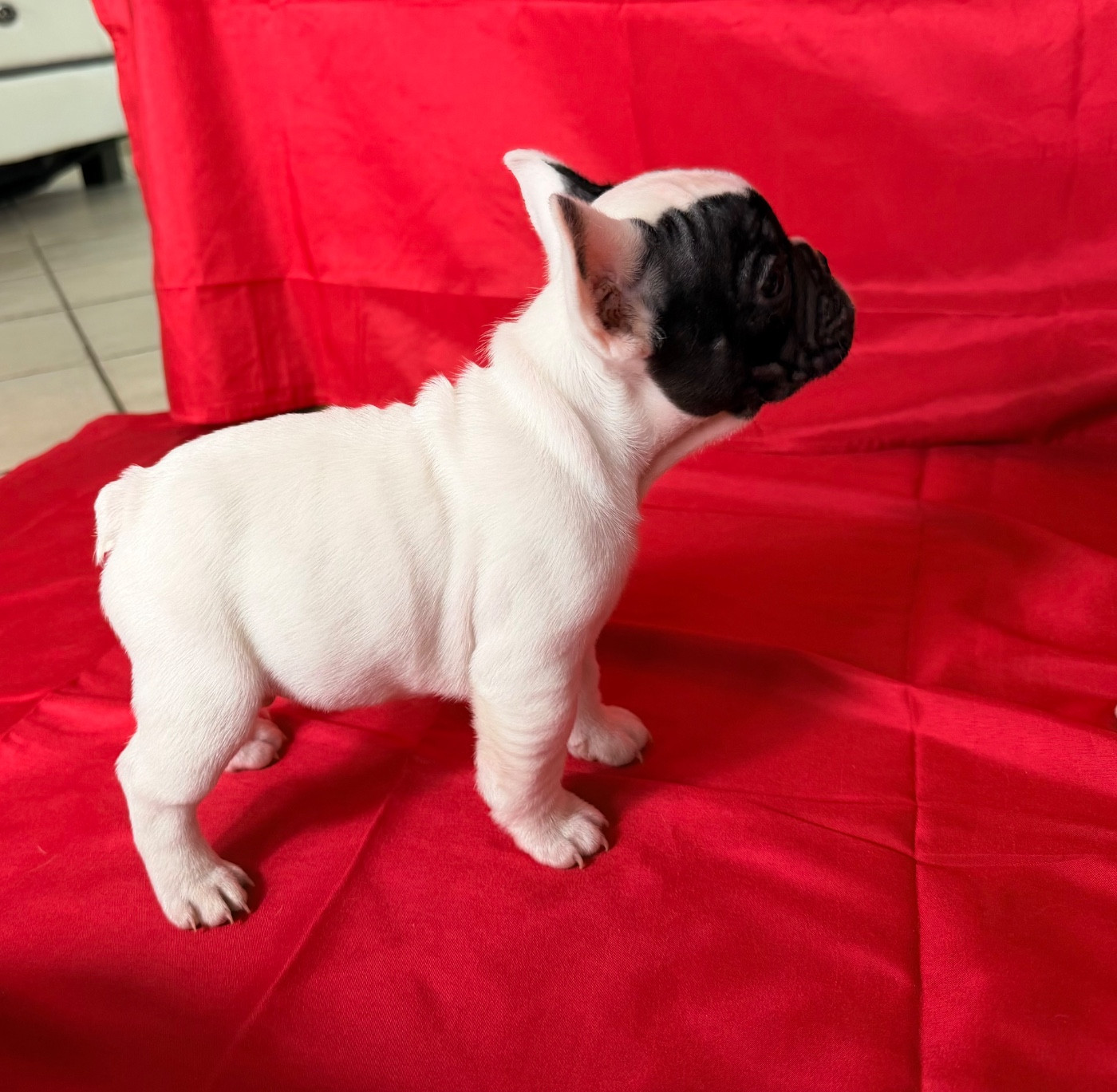 de l'Orme à Lieue - Chiots disponibles - Bouledogue français