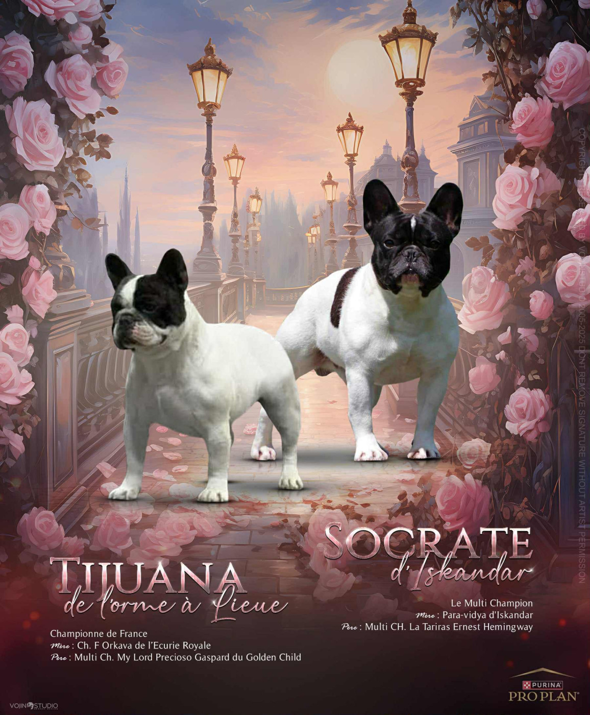 Chiot Bouledogue français de l'Orme à Lieue