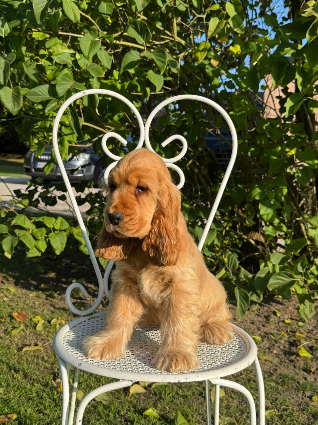 de l'Orme à Lieue - Cocker Spaniel Anglais - Portée née le 23/02/2026