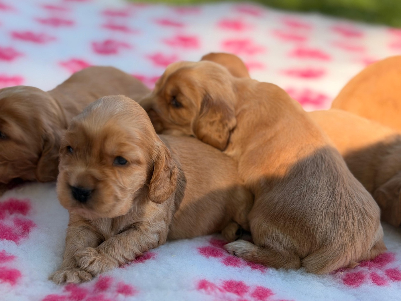 de l'Orme à Lieue - Chiots disponibles - Cocker Spaniel Anglais