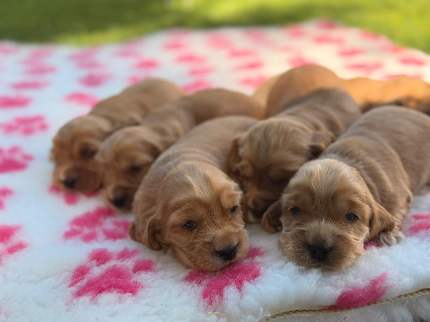 de l'Orme à Lieue - Chiots disponibles - Cocker Spaniel Anglais
