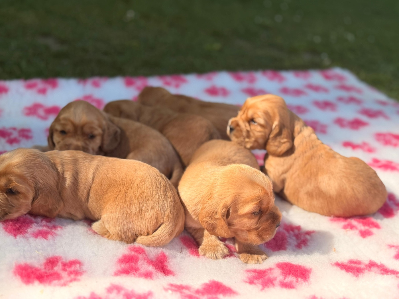 de l'Orme à Lieue - Chiots disponibles - Cocker Spaniel Anglais