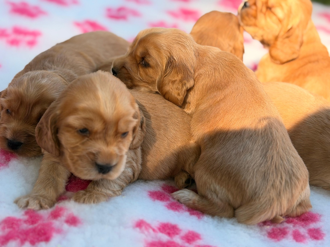 Chiot Cocker Spaniel Anglais de l'Orme à Lieue