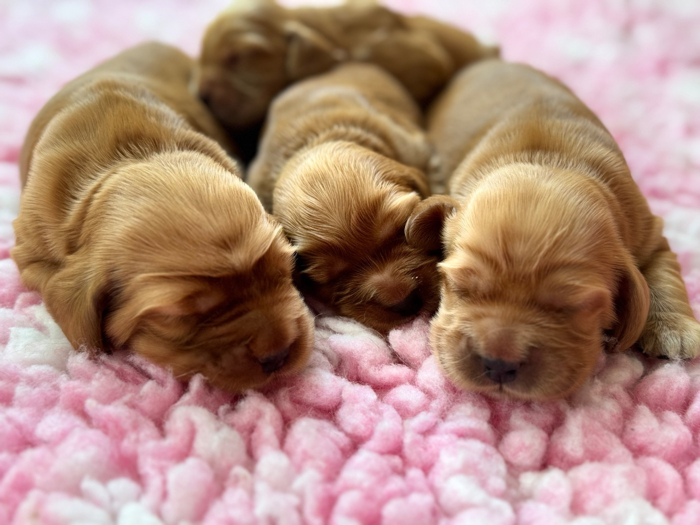 de l'Orme à Lieue - Chiots disponibles - Cocker Spaniel Anglais
