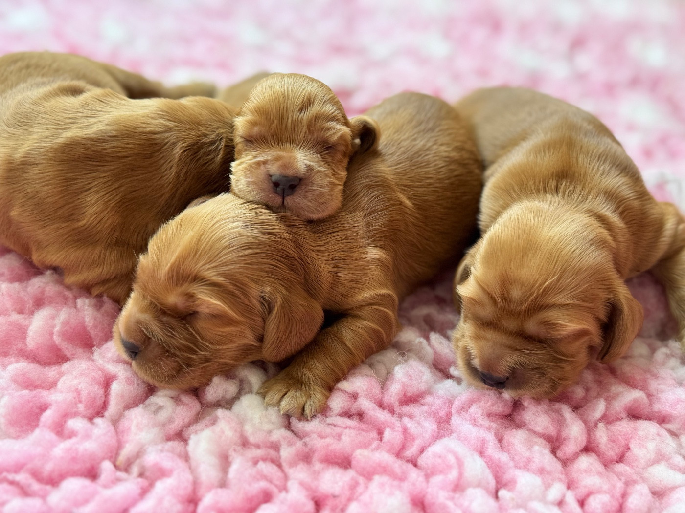 de l'Orme à Lieue - Chiots disponibles - Cocker Spaniel Anglais