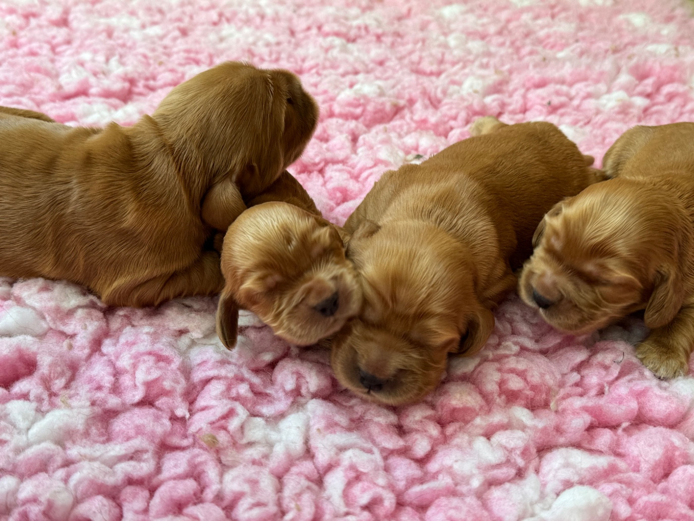 de l'Orme à Lieue - Chiots disponibles - Cocker Spaniel Anglais