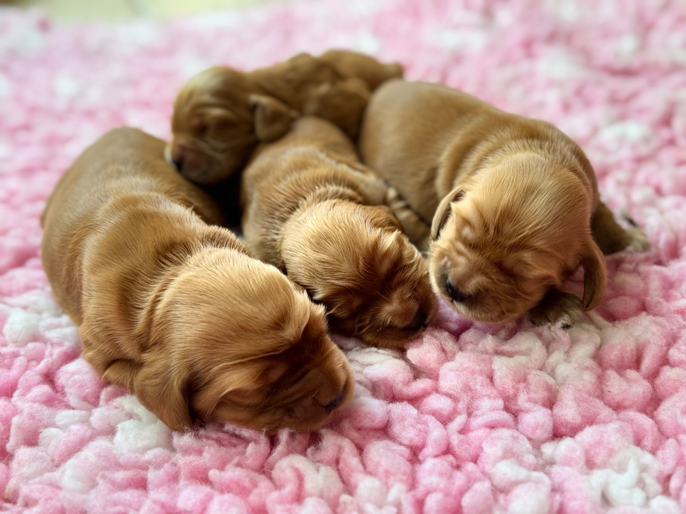 de l'Orme à Lieue - Chiots disponibles - Cocker Spaniel Anglais