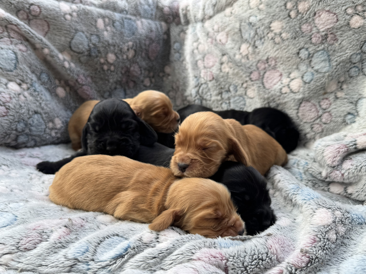Chiot Cocker Spaniel Anglais de l'Orme à Lieue