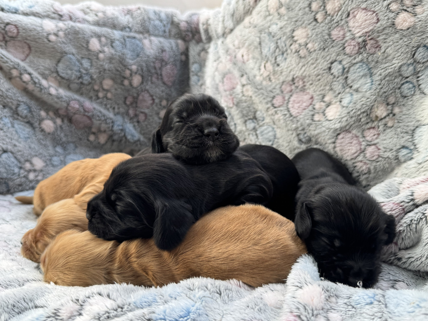 de l'Orme à Lieue - Chiots disponibles - Cocker Spaniel Anglais