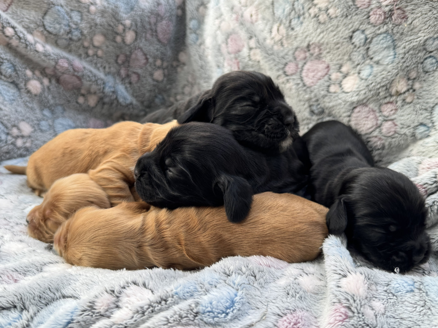 de l'Orme à Lieue - Chiots disponibles - Cocker Spaniel Anglais