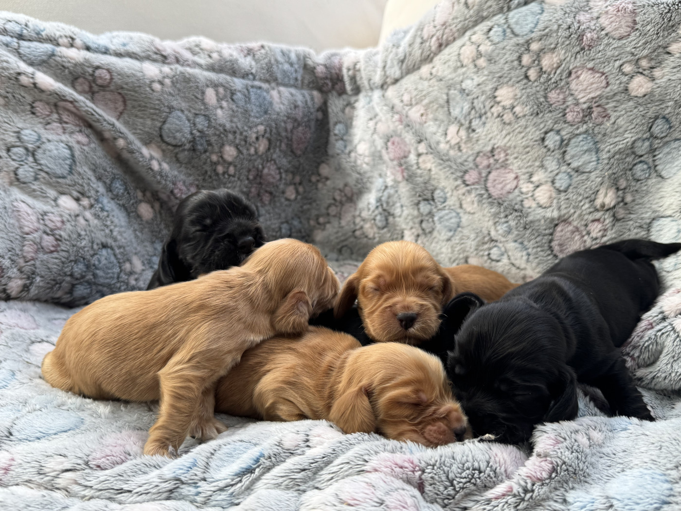 de l'Orme à Lieue - Chiots disponibles - Cocker Spaniel Anglais