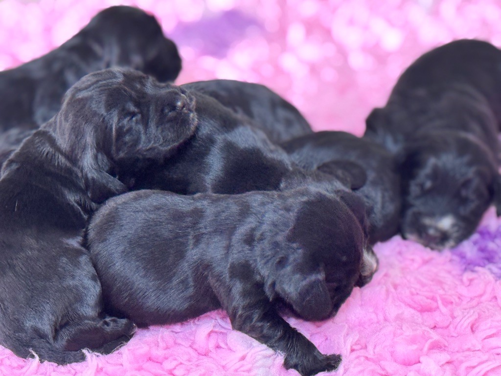 de l'Orme à Lieue - Chiots disponibles - Cocker Spaniel Anglais