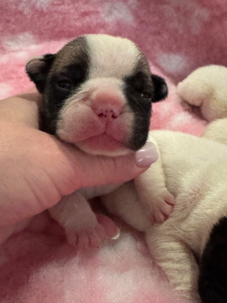 de l'Orme à Lieue - Chiots disponibles - Bouledogue français