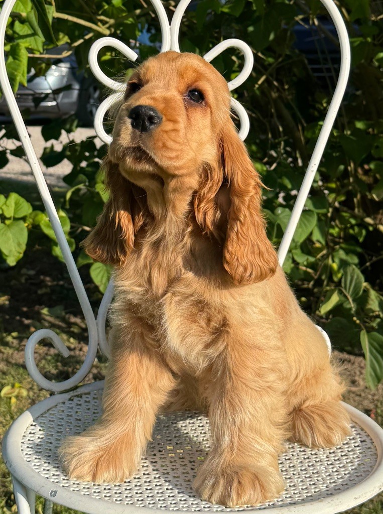 de l'Orme à Lieue - Chiots disponibles - Cocker Spaniel Anglais