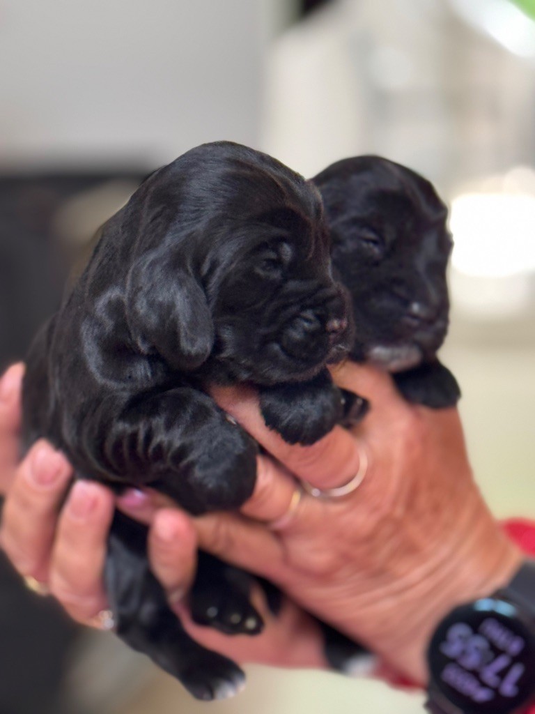 de l'Orme à Lieue - Chiots disponibles - Cocker Spaniel Anglais