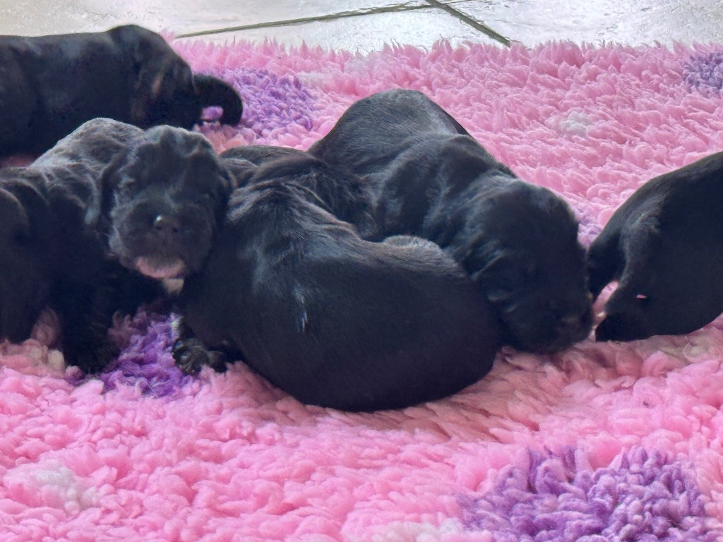 de l'Orme à Lieue - Chiots disponibles - Cocker Spaniel Anglais