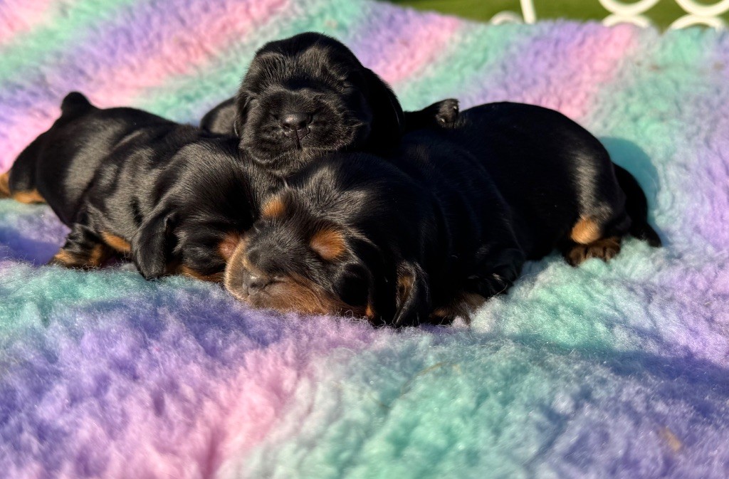 Chiot Cocker Spaniel Anglais de l'Orme à Lieue