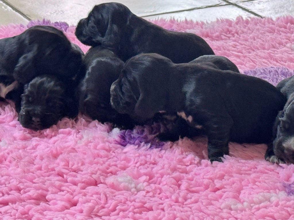 de l'Orme à Lieue - Chiots disponibles - Cocker Spaniel Anglais
