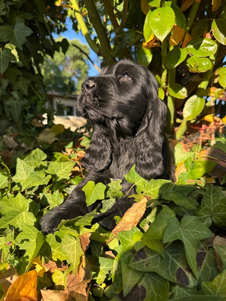 de l'Orme à Lieue - Chiots disponibles - Cocker Spaniel Anglais
