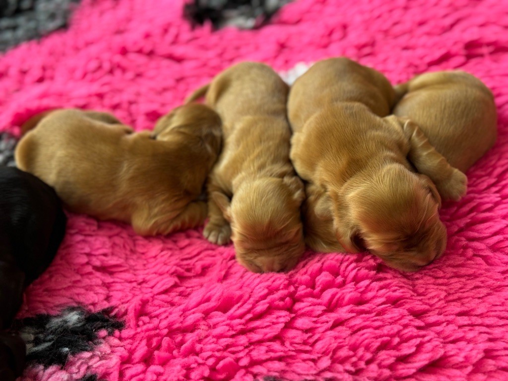 CHIOT 1