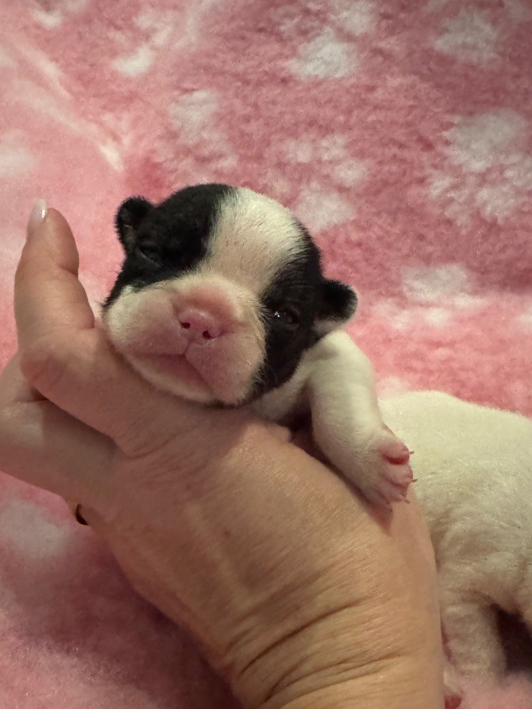 de l'Orme à Lieue - Chiots disponibles - Bouledogue français