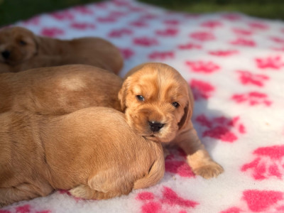 Chiot 1