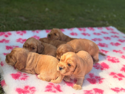 Chiot 2