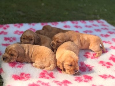 Chiot 5