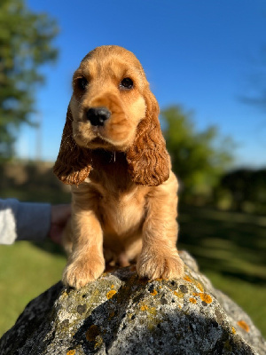 CHIOT 3