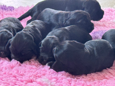CHIOT