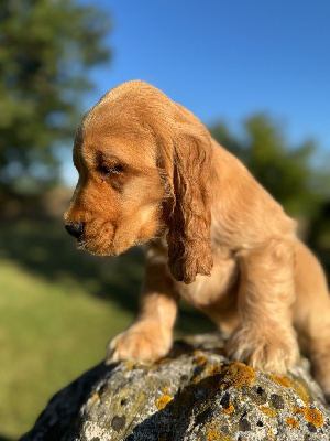 CHIOT 4
