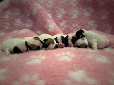 CHIOT 5