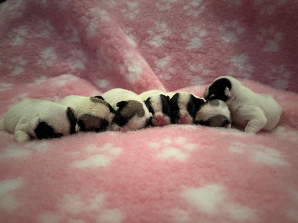 Chiot Bouledogue français de l'Orme à Lieue