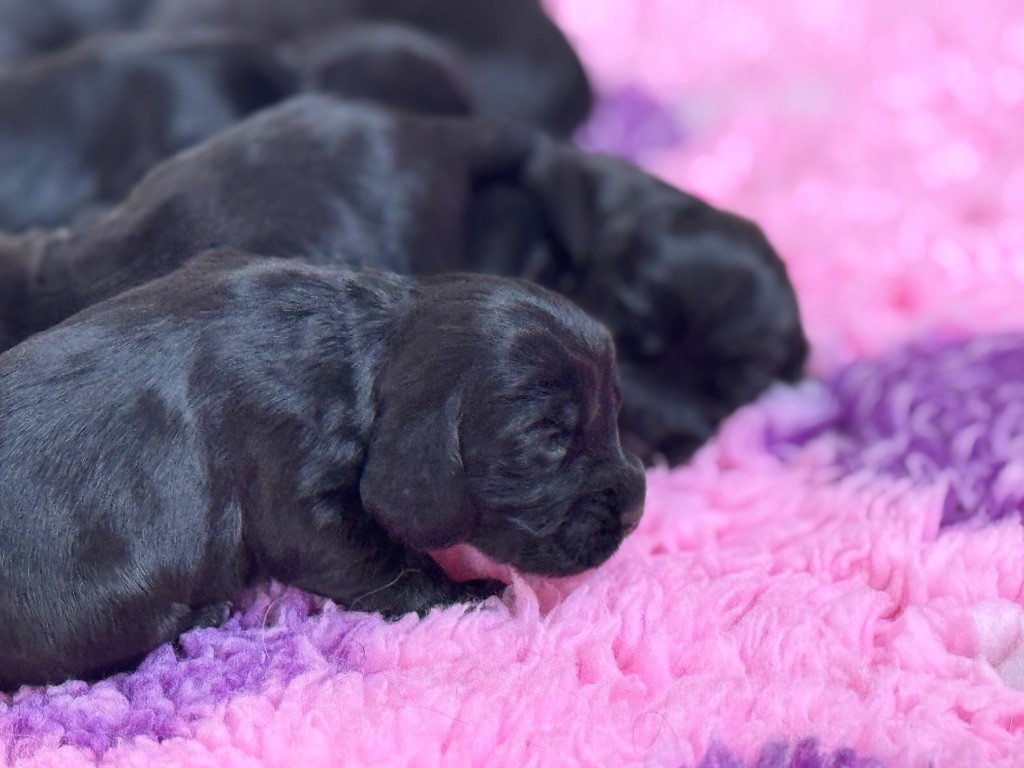 de l'Orme à Lieue - Chiots disponibles - Cocker Spaniel Anglais
