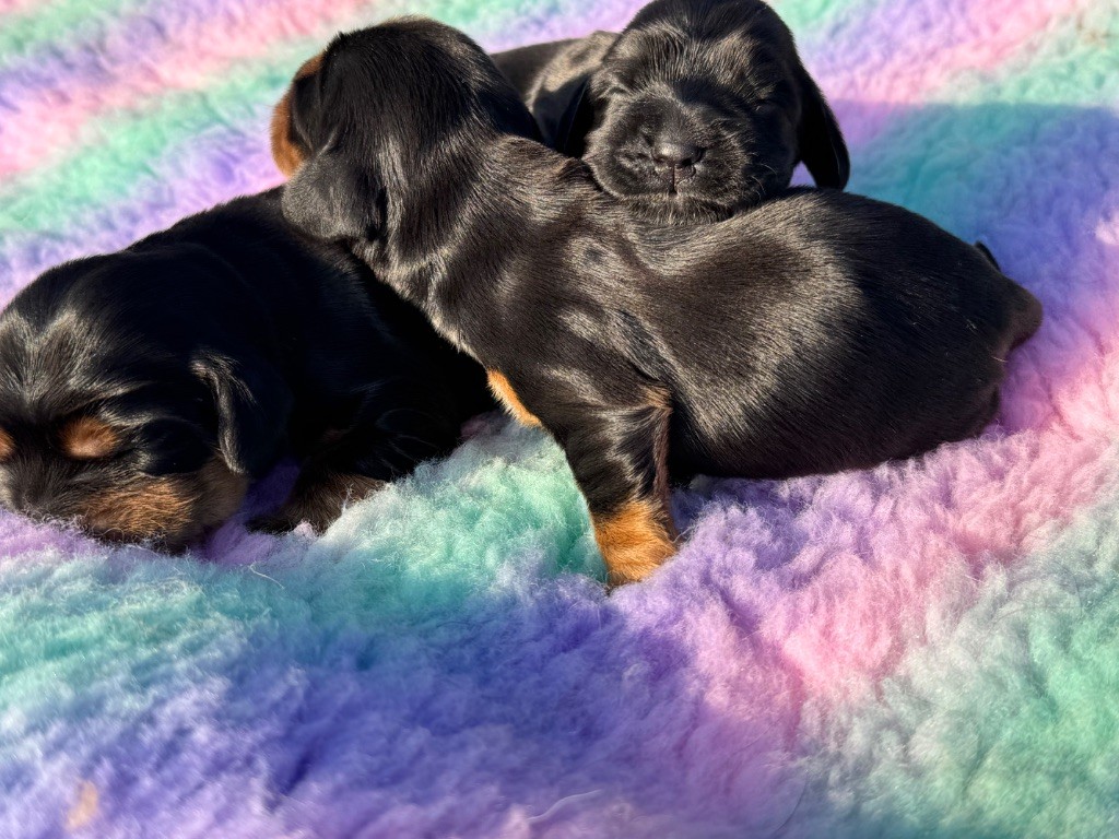 de l'Orme à Lieue - Chiots disponibles - Cocker Spaniel Anglais