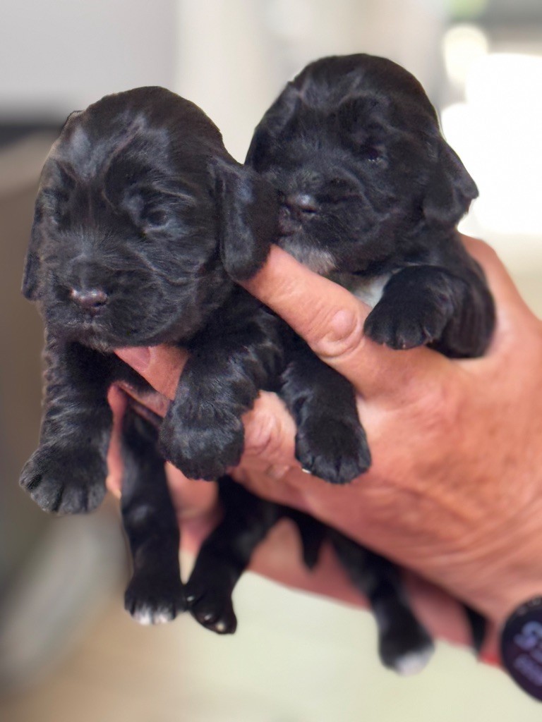 de l'Orme à Lieue - Chiots disponibles - Cocker Spaniel Anglais