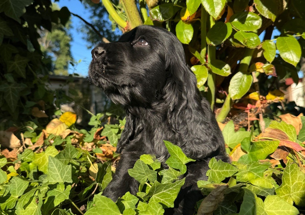 de l'Orme à Lieue - Chiots disponibles - Cocker Spaniel Anglais